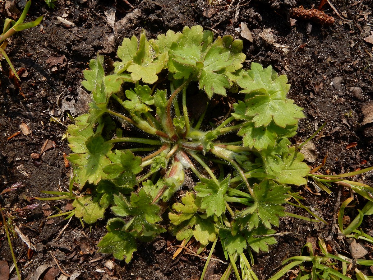 Ranunculus parviflorus